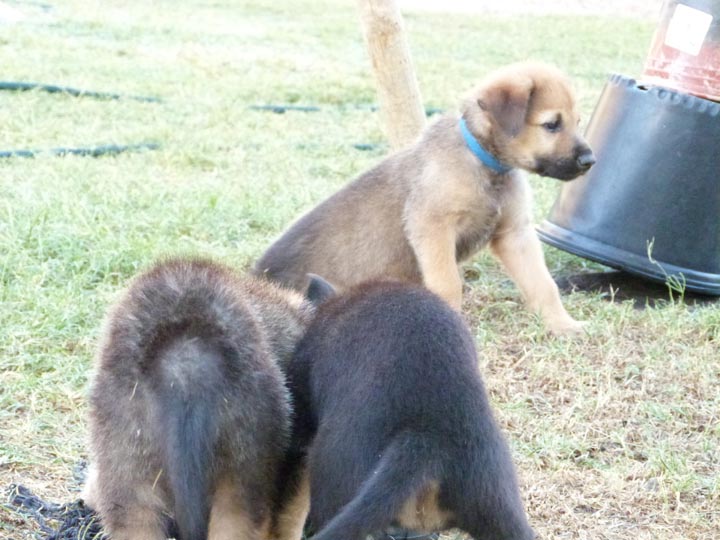 chinook dog